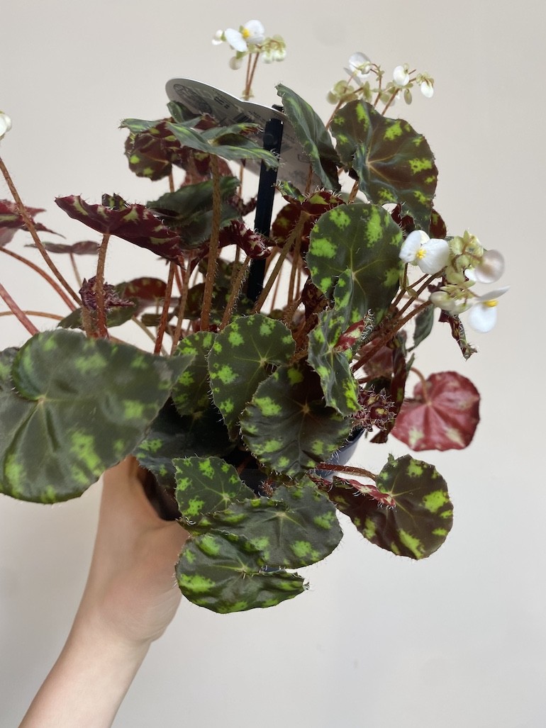 Begonia rex Tiger