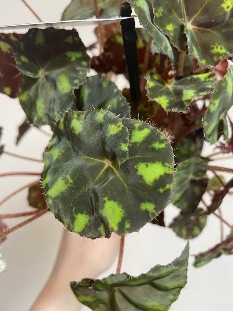 Begonia rex Tiger