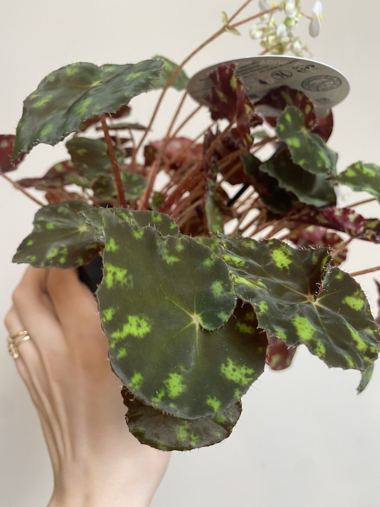 Begonia rex Tiger