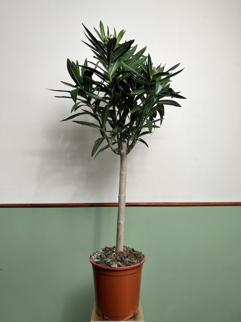 Nerium oleander