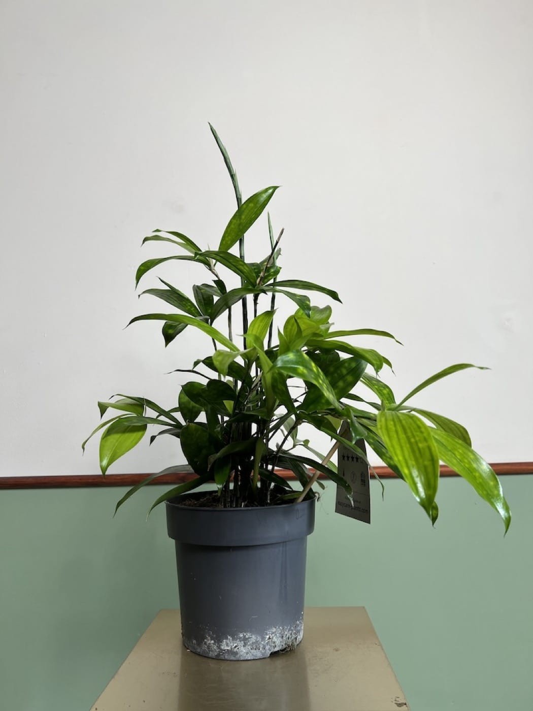 Dracena Florida Beauty
