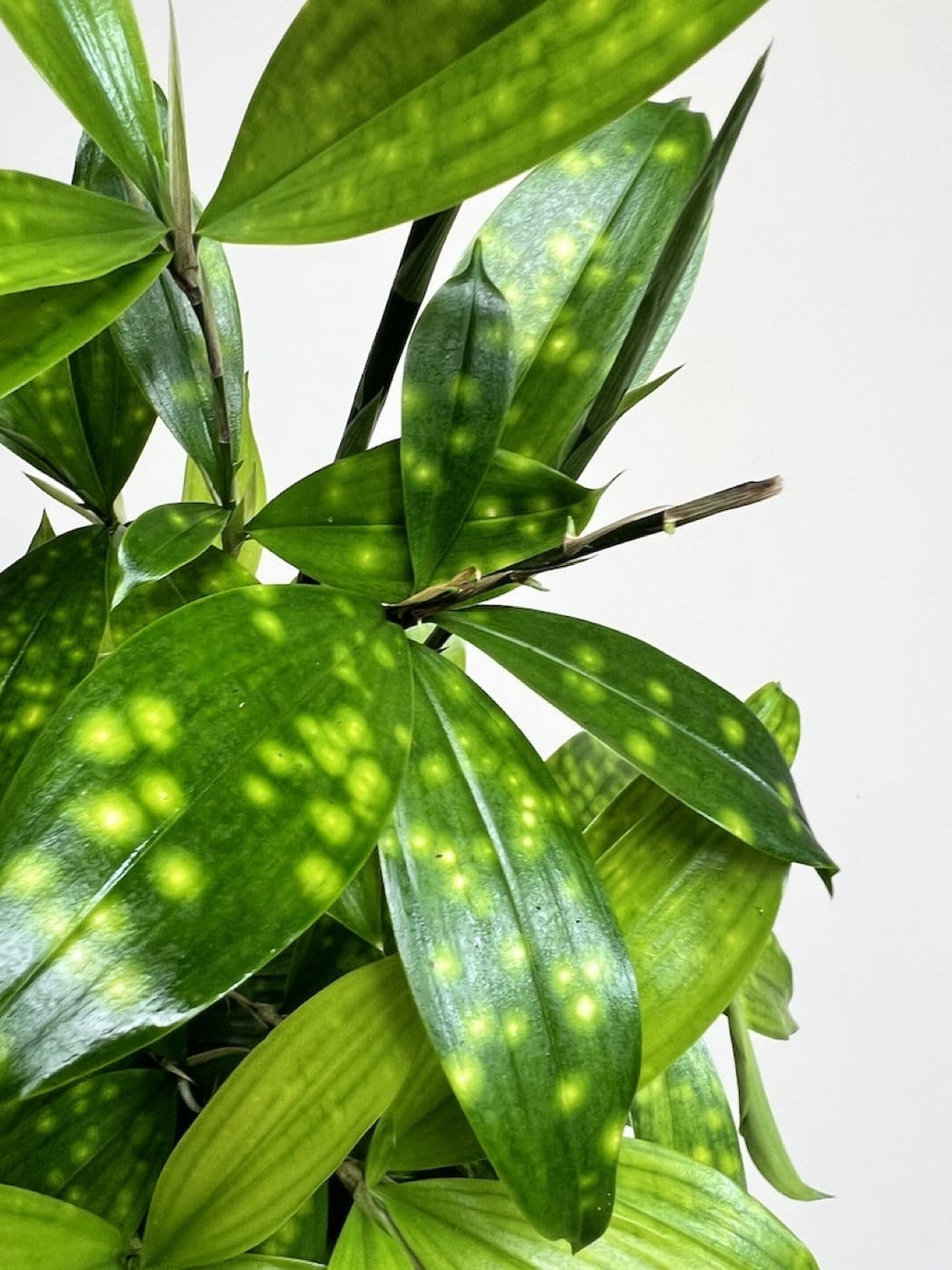 Dracena Florida Beauty
