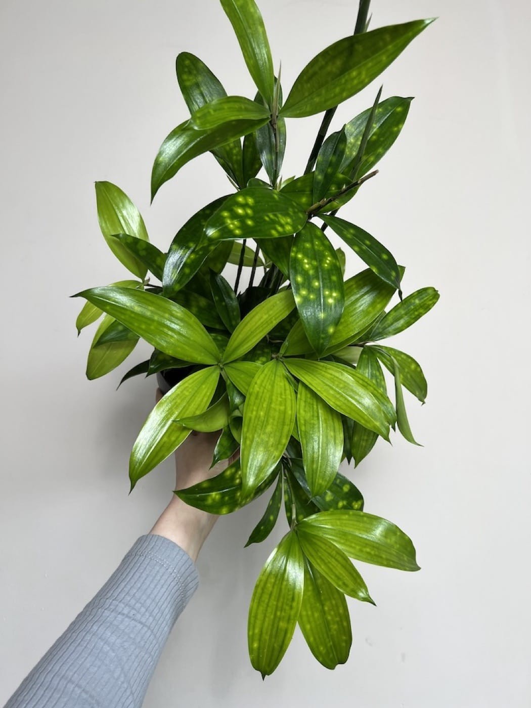 Dracena Florida Beauty
