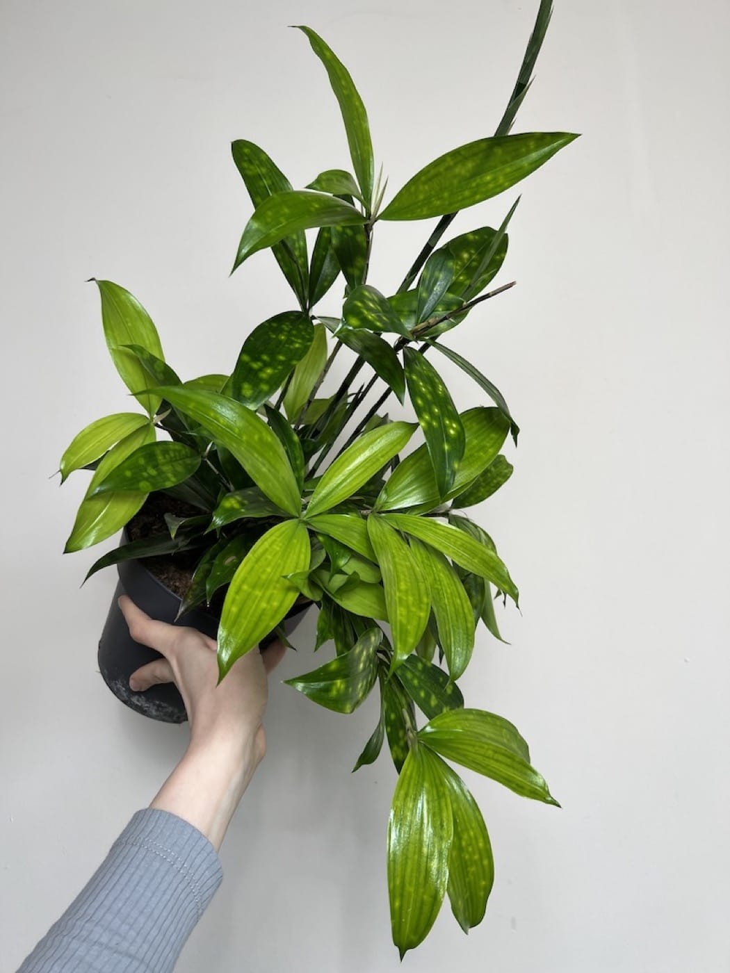 Dracena Florida Beauty