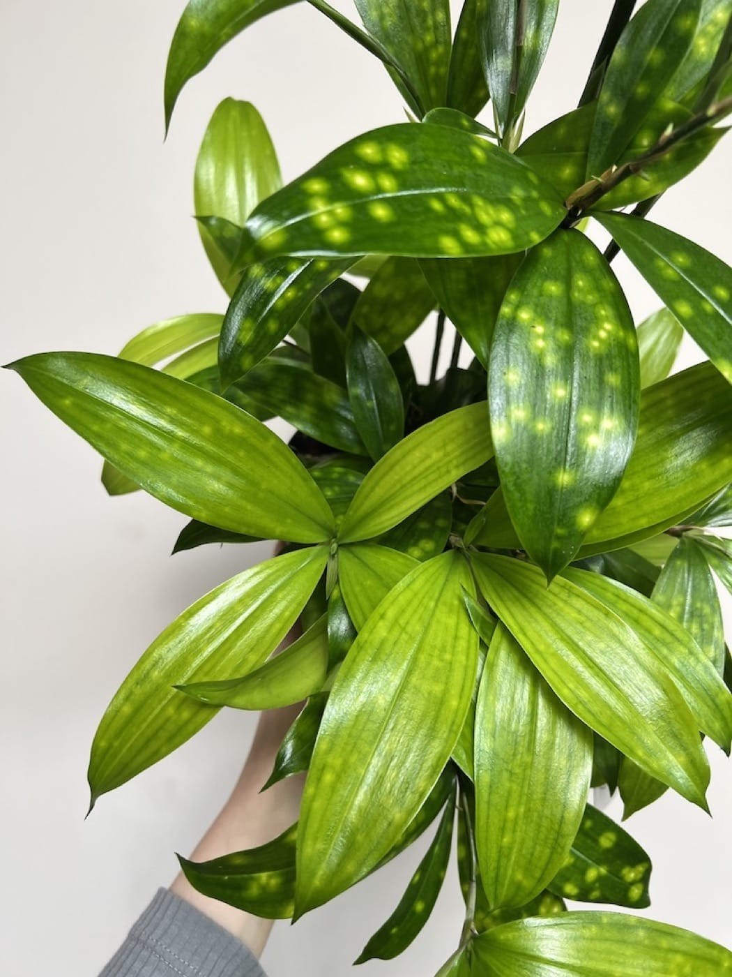 Dracena Florida Beauty