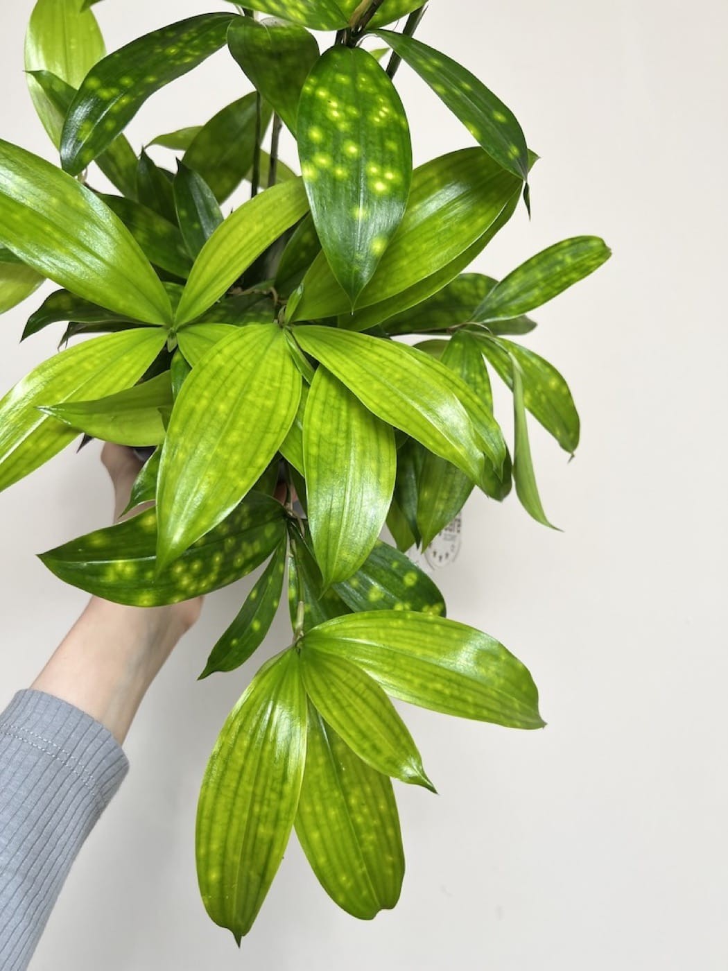 Dracena Florida Beauty