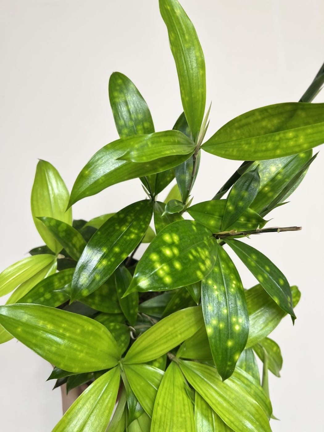 Dracena Florida Beauty