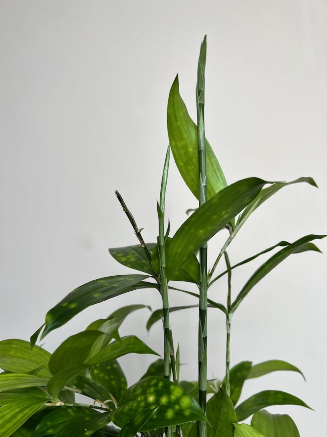 Dracena Florida Beauty
