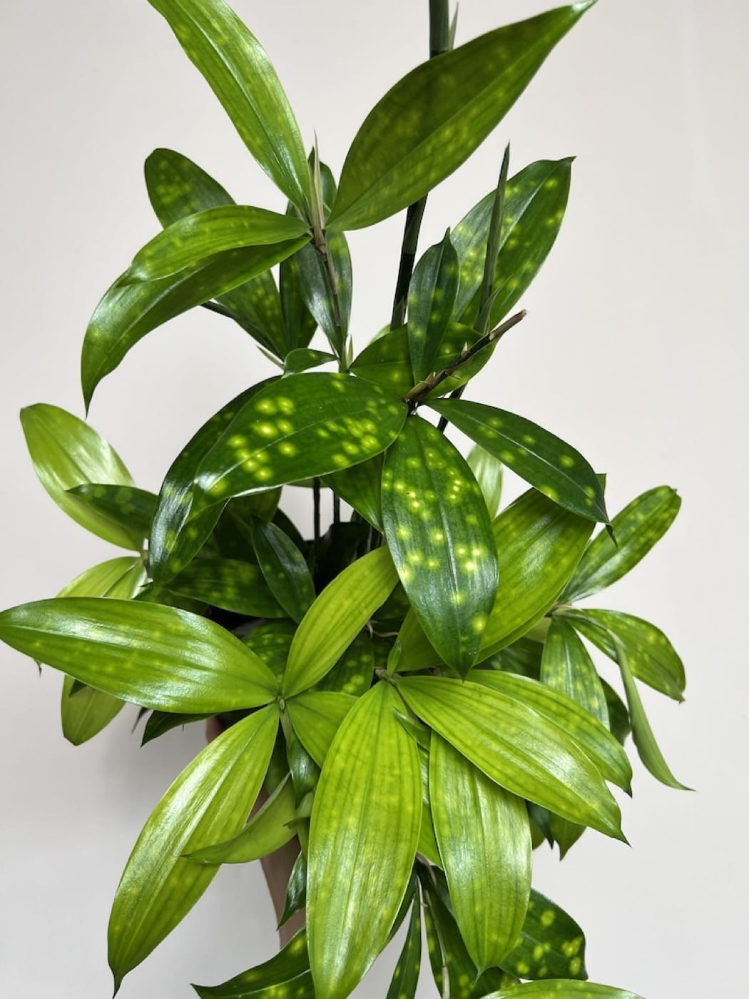 Dracena Florida Beauty