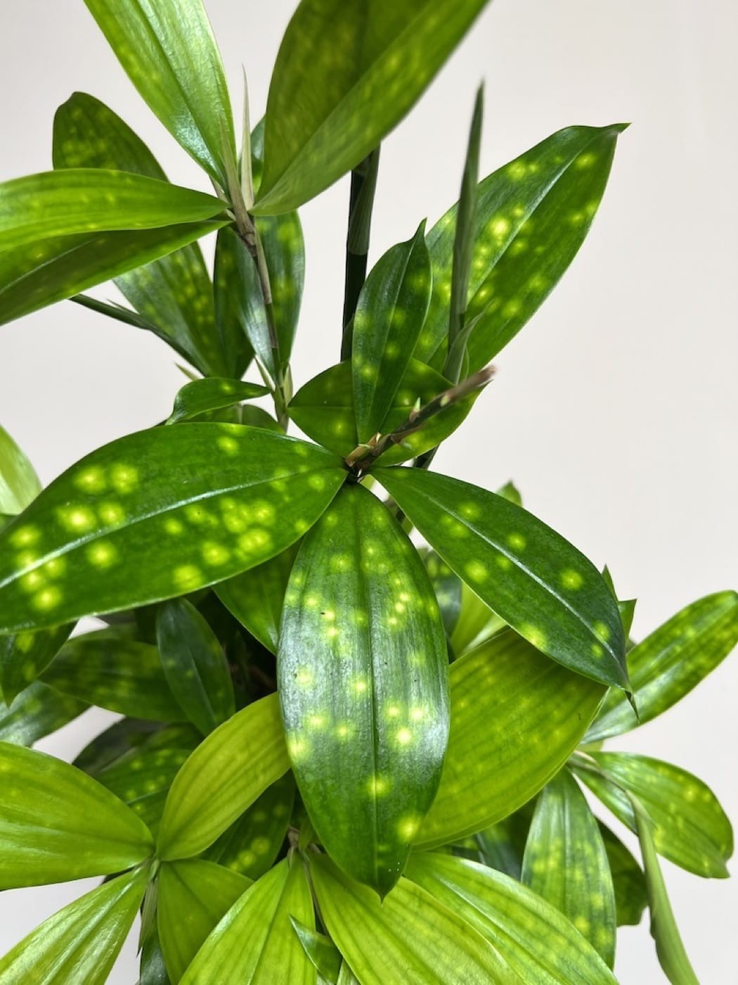 Dracena Florida Beauty