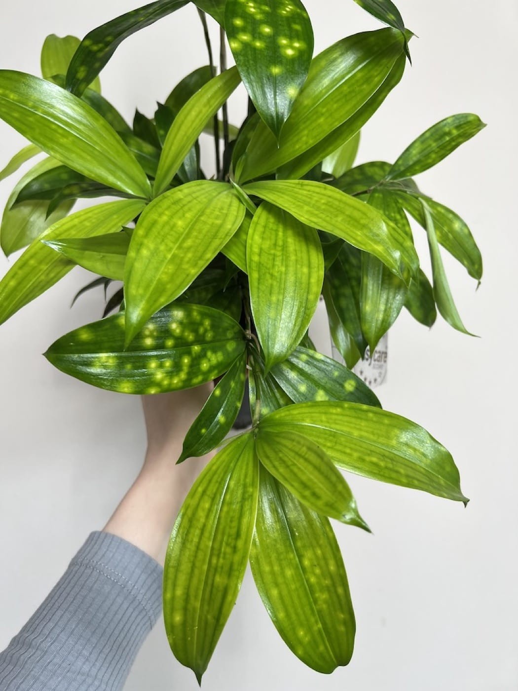 Dracena Florida Beauty