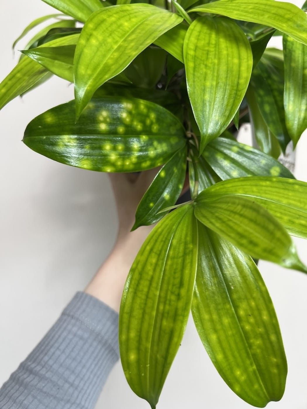 Dracena Florida Beauty