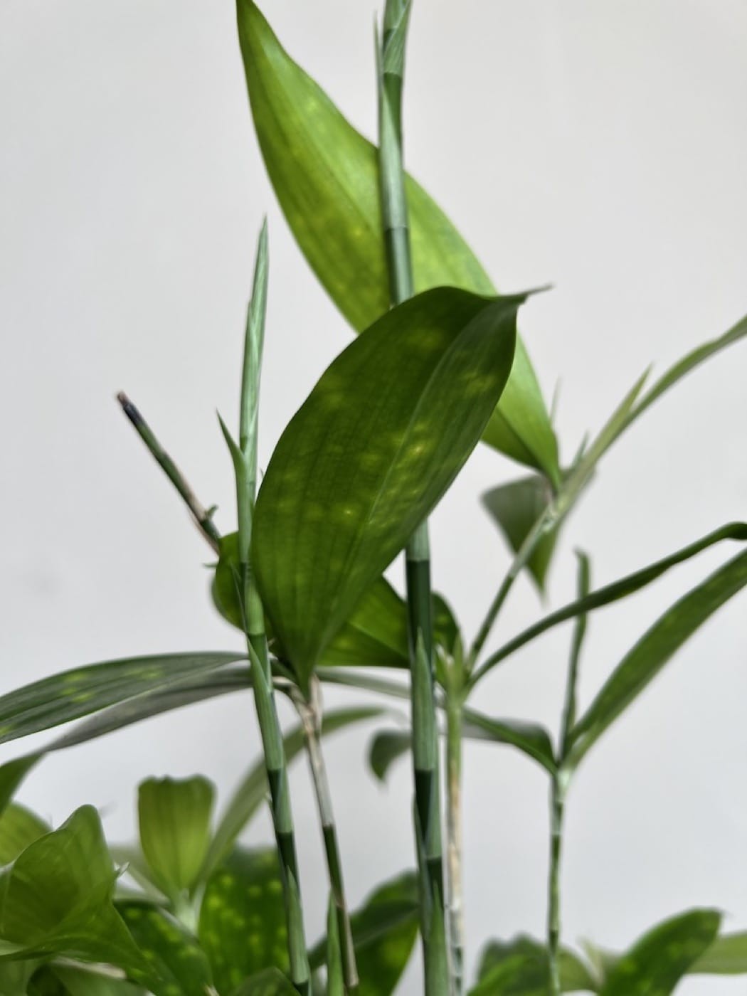 Dracena Florida Beauty