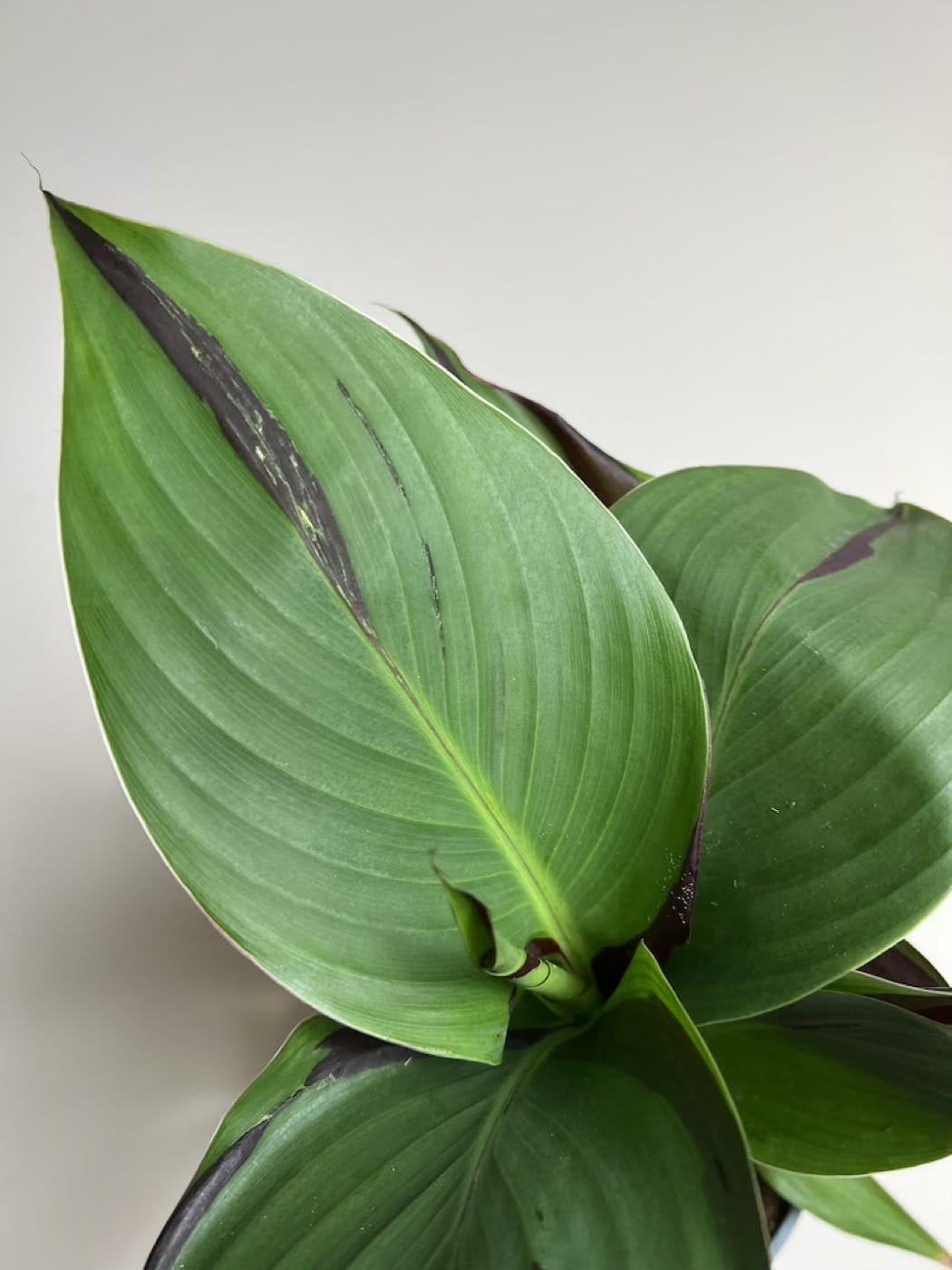 Canna Cleopatra