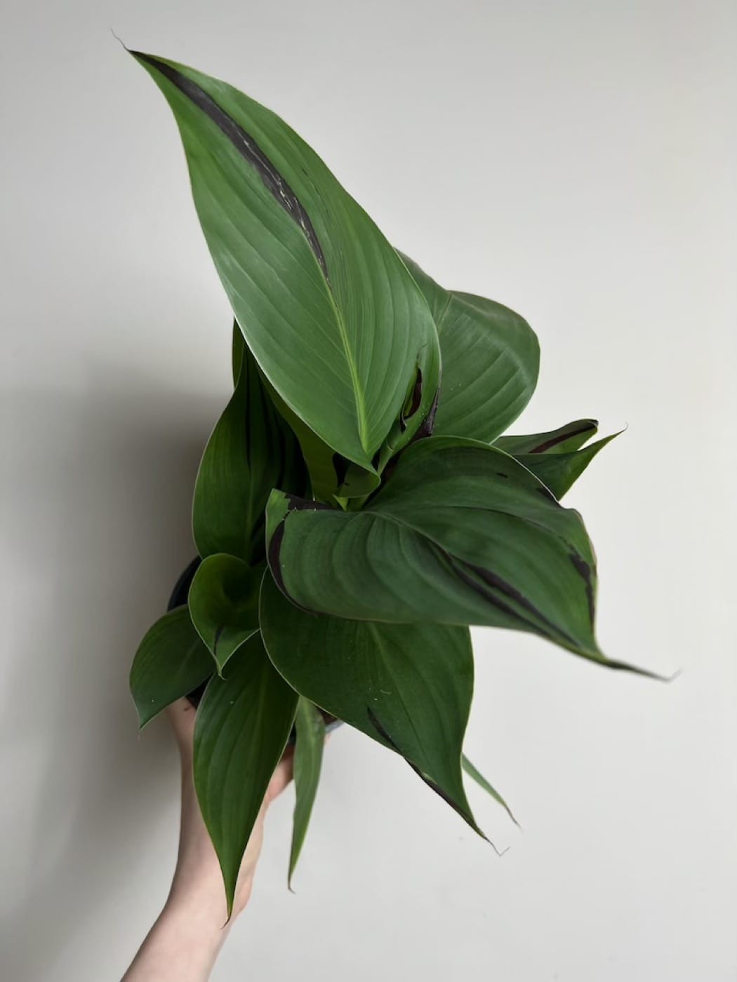 Canna Cleopatra