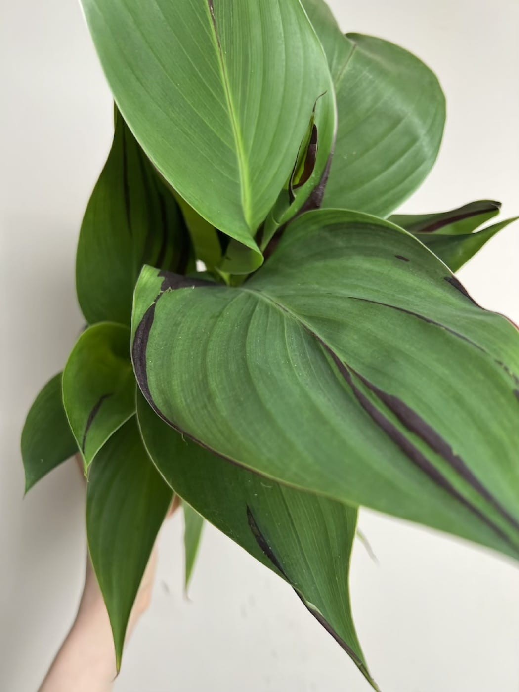 Canna Cleopatra