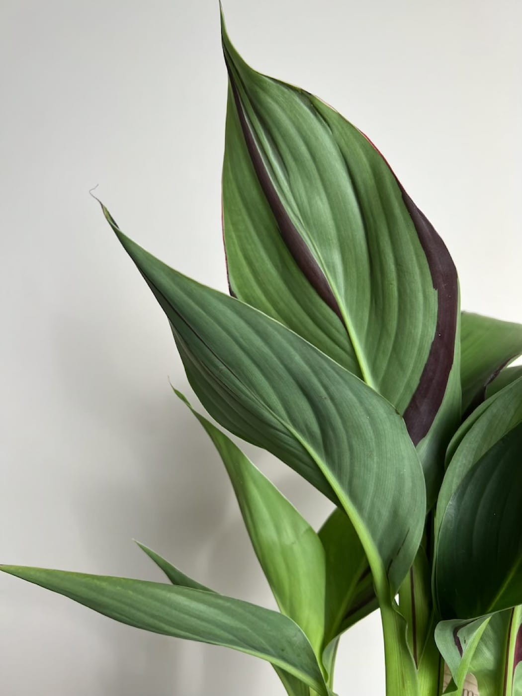 Canna Cleopatra