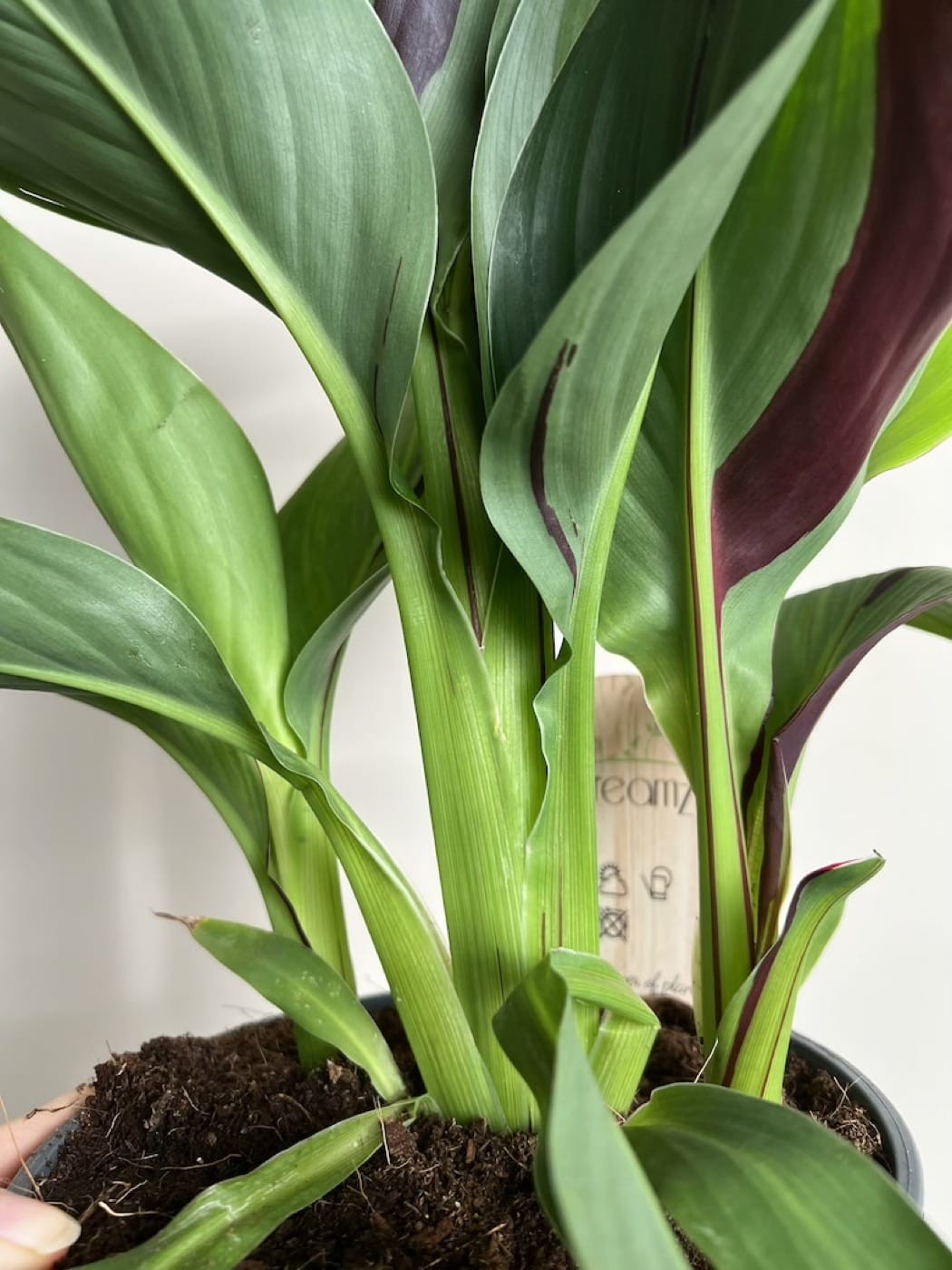 Canna Cleopatra