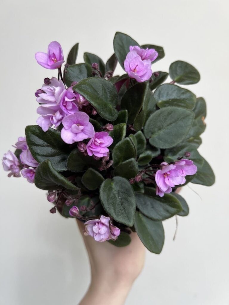 Saintpaulia DOUBLE PINK