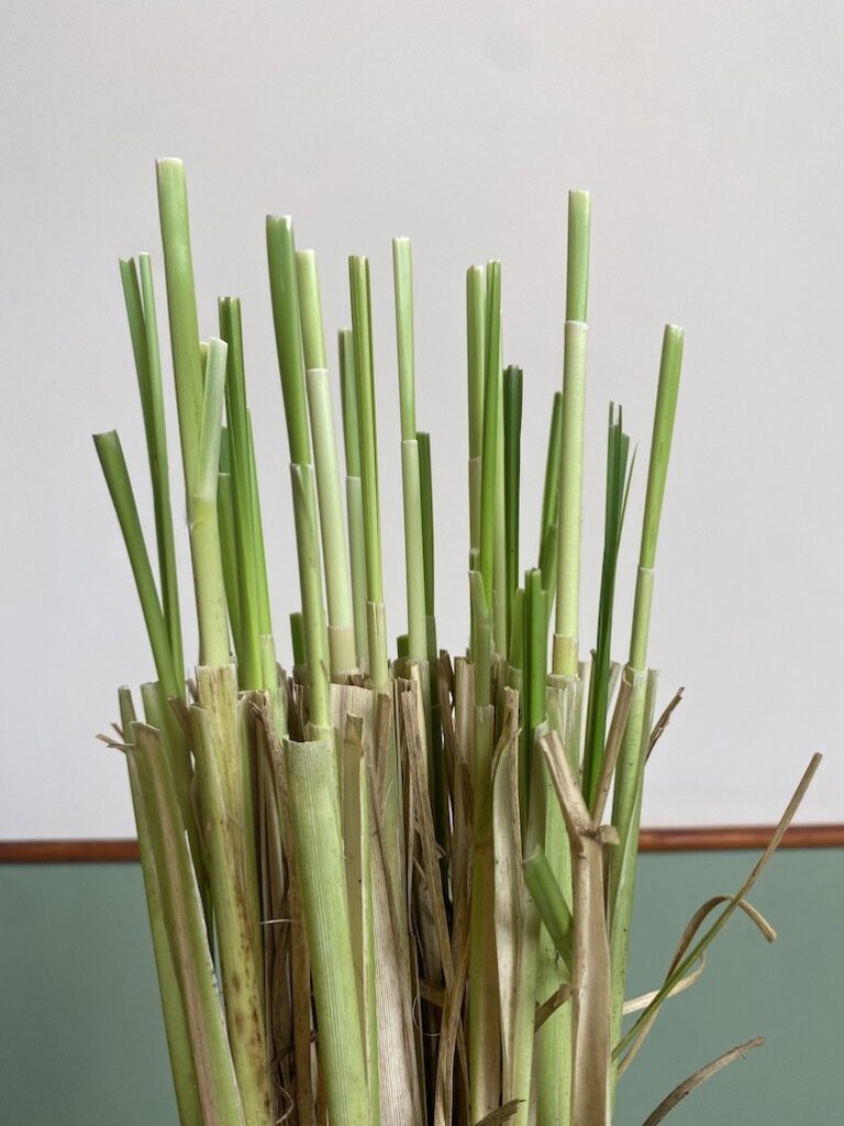 Cortaderia selloana