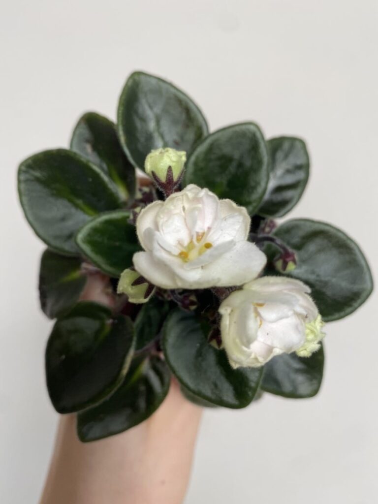 Saintpaulia White