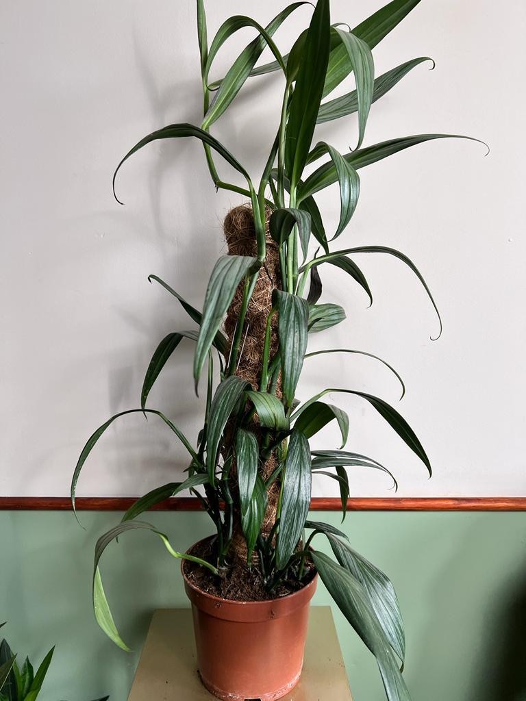 Epipremnum amplissimum ‘Silver Stripe’