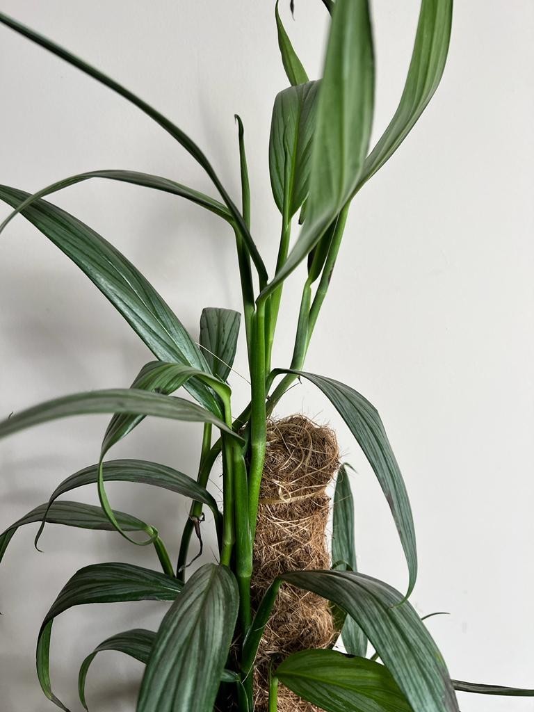 Epipremnum amplissimum ‘Silver Stripe’