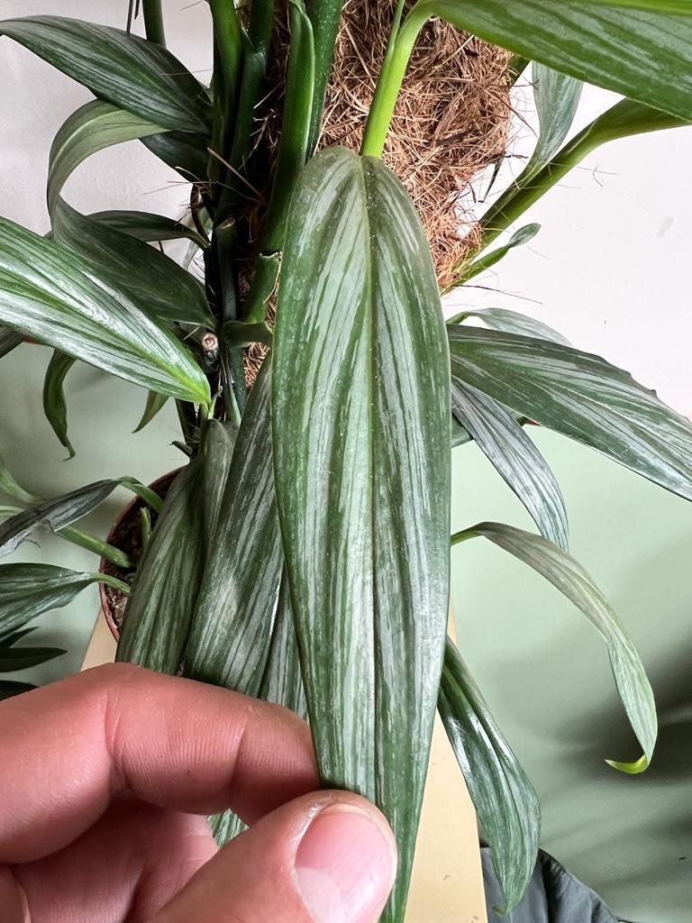 Epipremnum amplissimum 'Silver Stripe'
