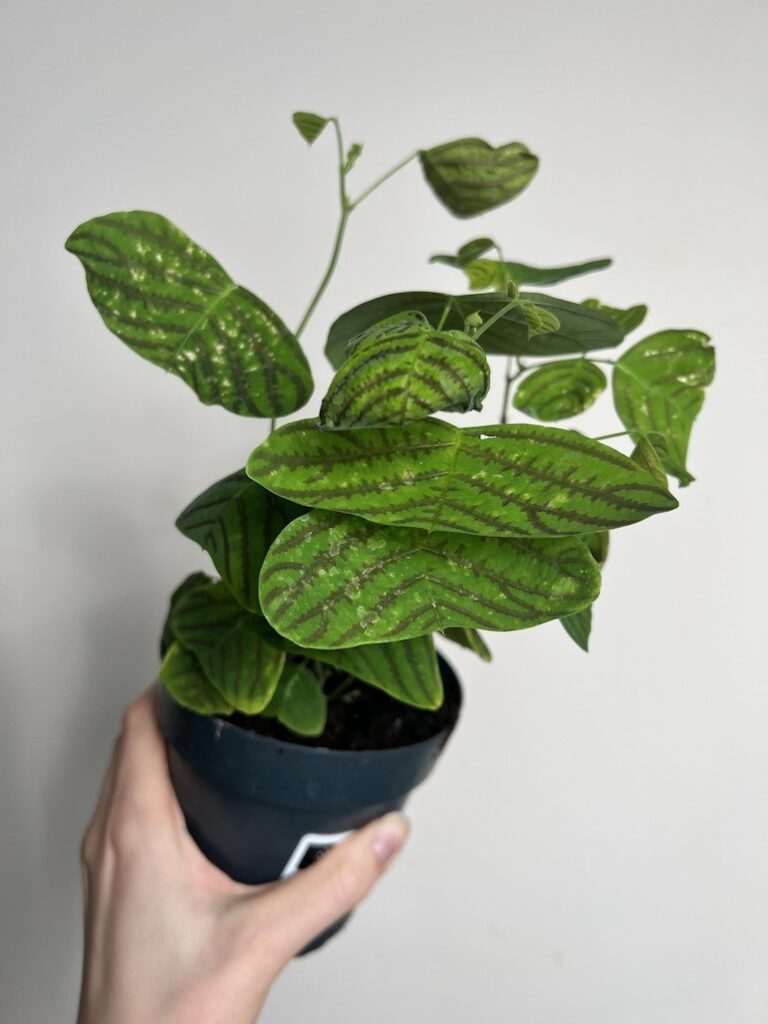 Christia obcordata