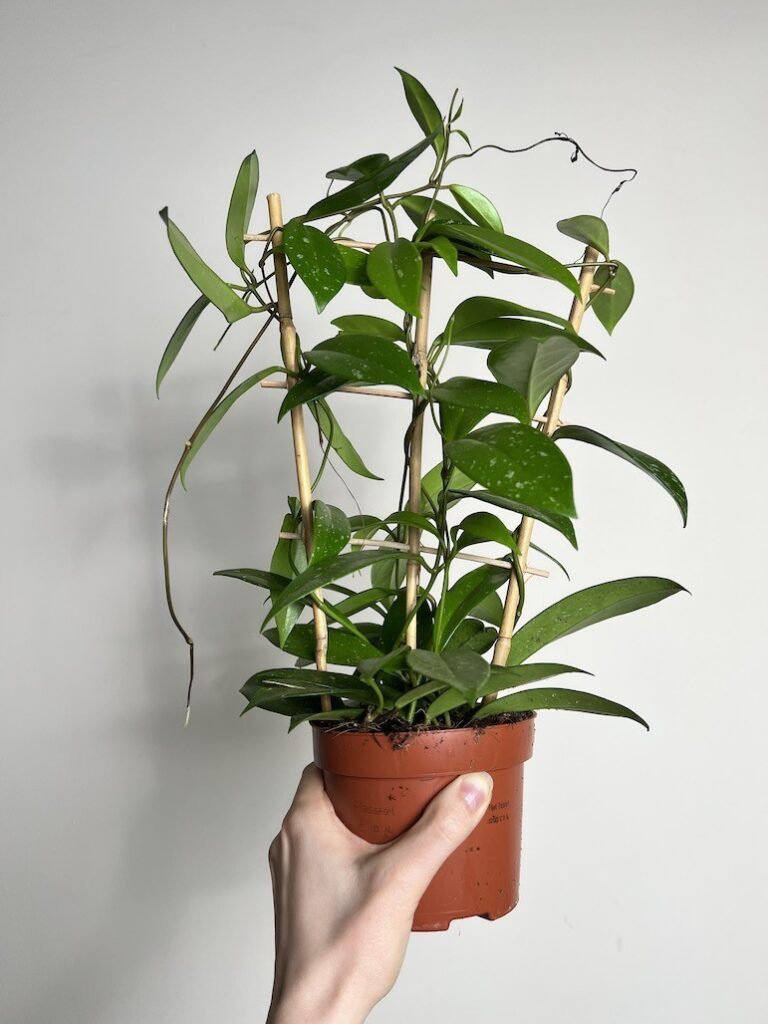 Hoya bijnoe shapes