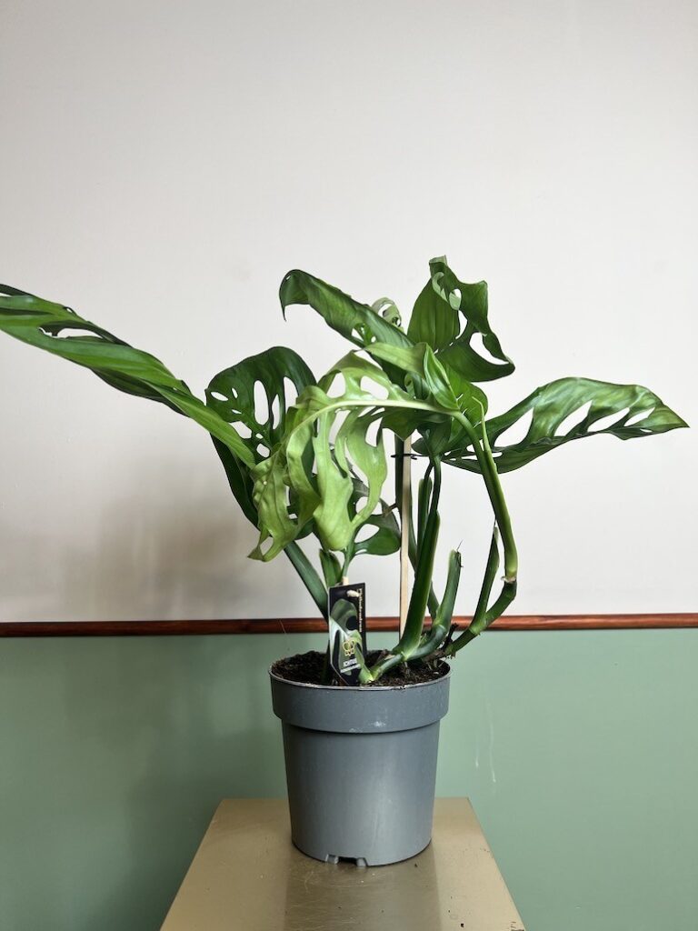 Monstera Esqueleto