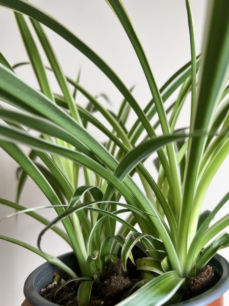 Chlorophytum laxum