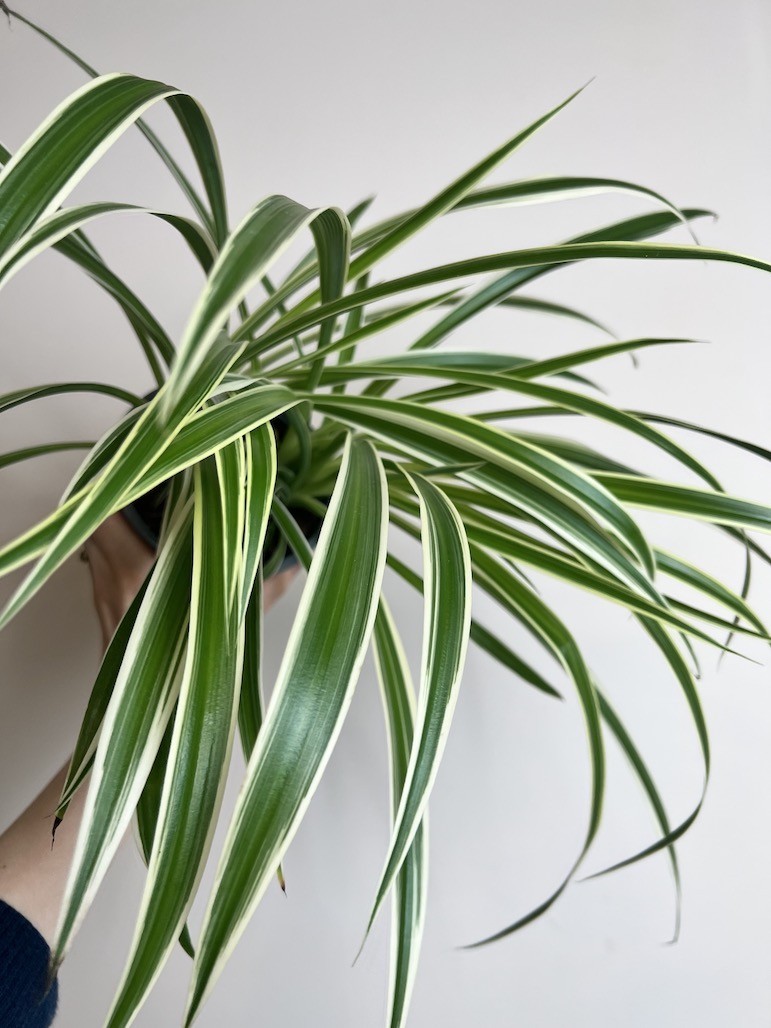 Chlorophytum laxum