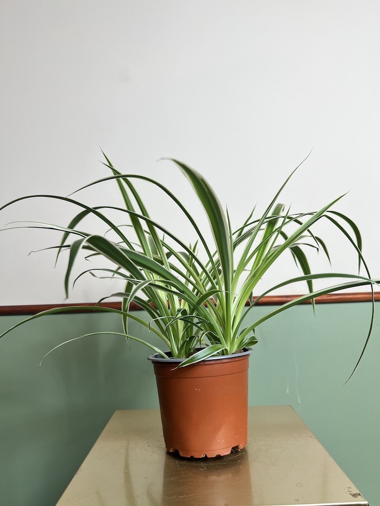 Chlorophytum laxum