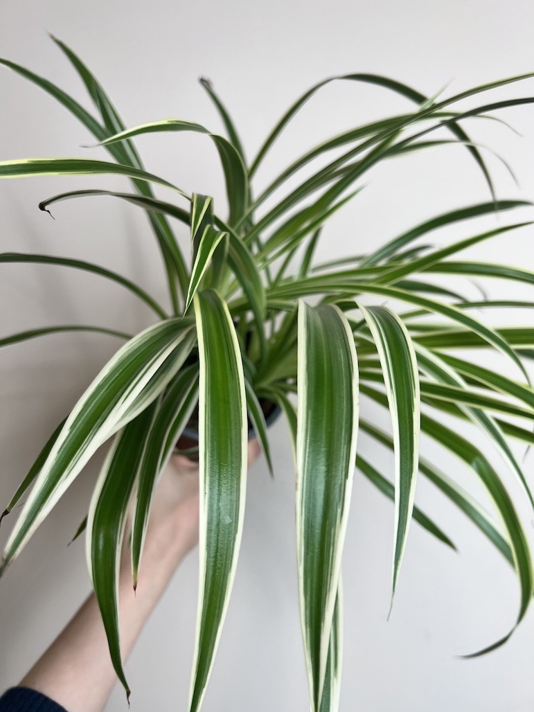 Chlorophytum laxum