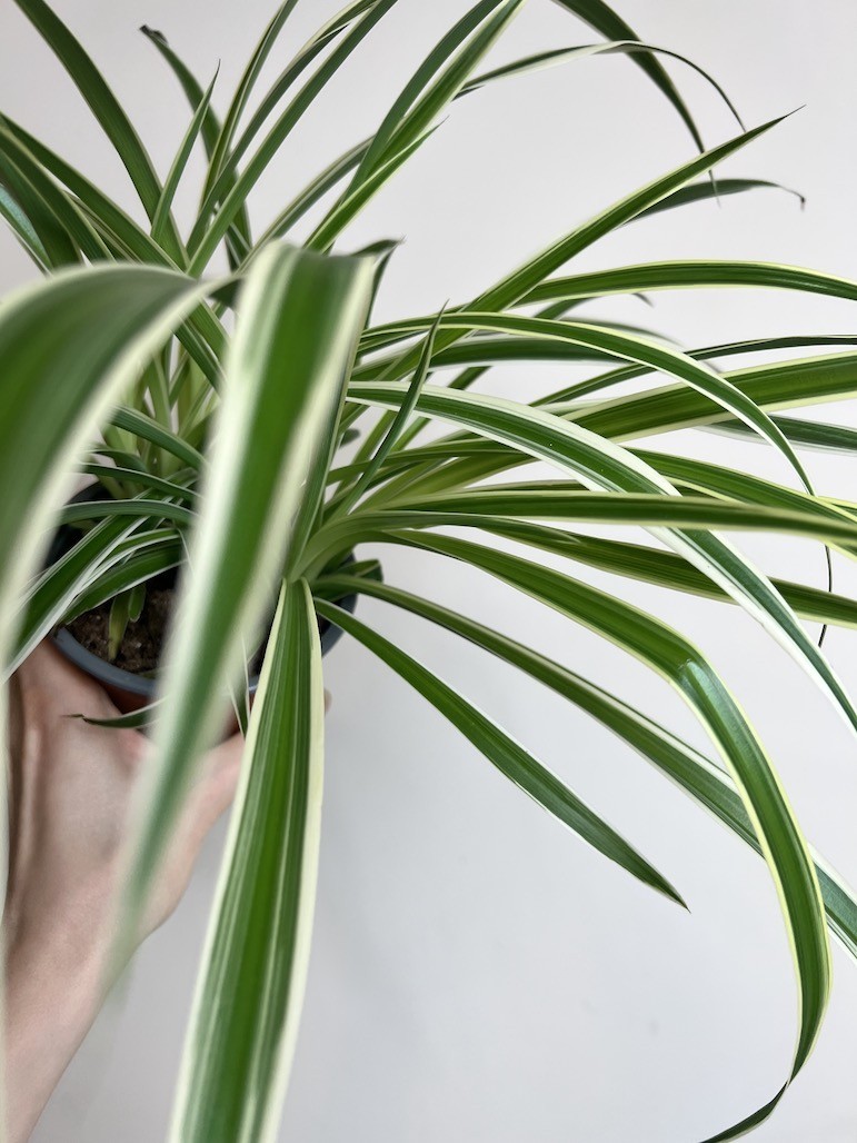 Chlorophytum laxum