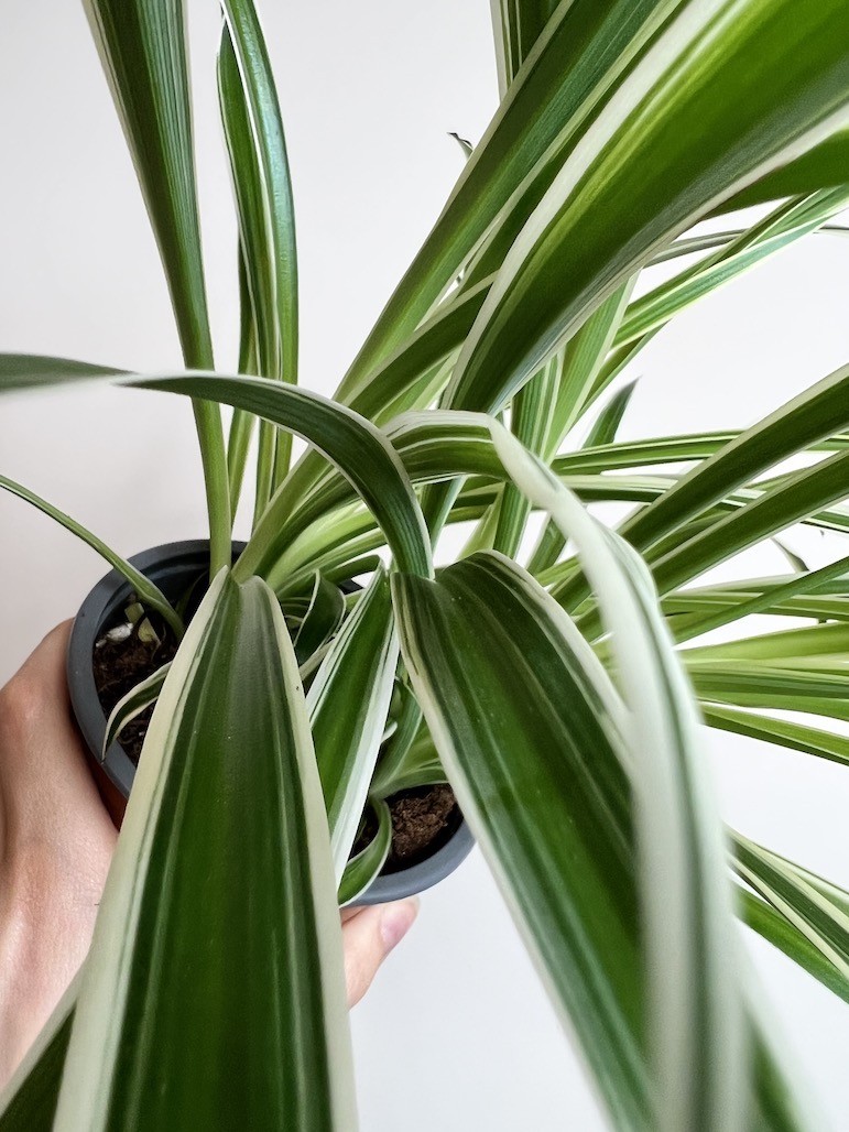 Chlorophytum laxum