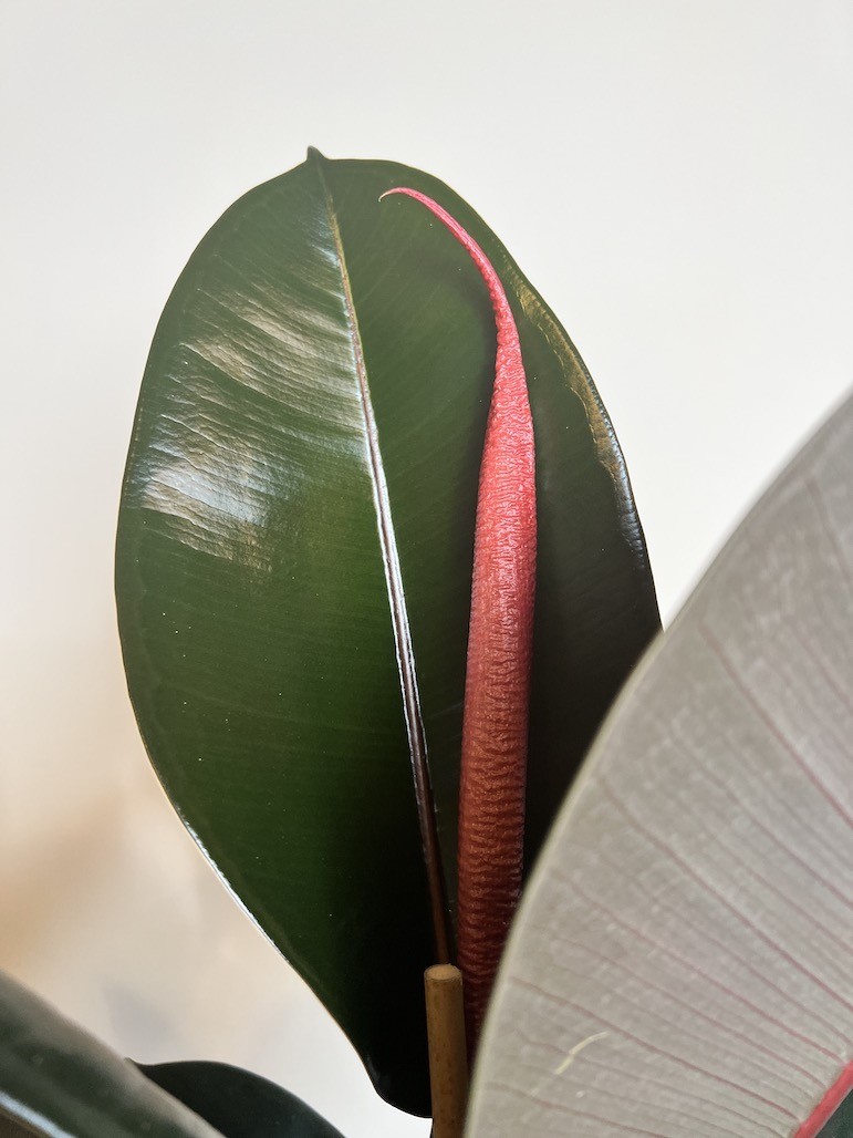 Ficus Abidjan Duży