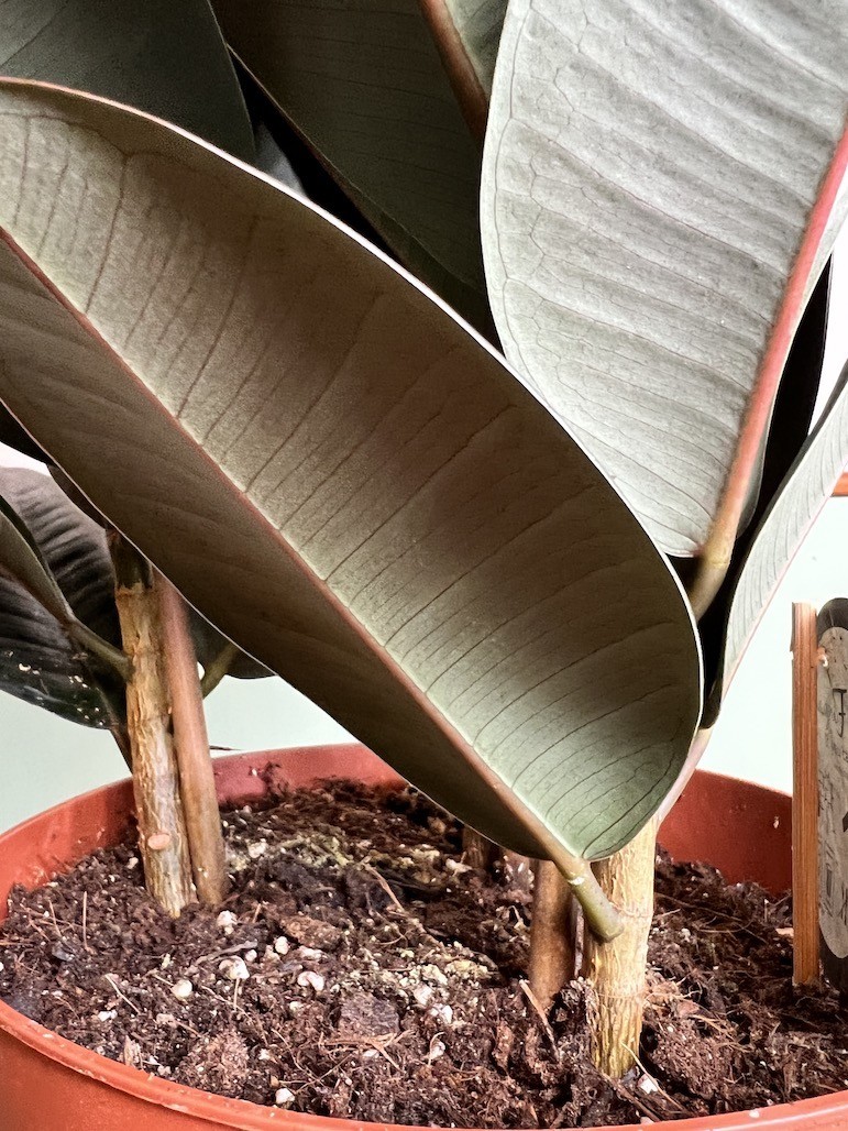 Ficus Abidjan Duży