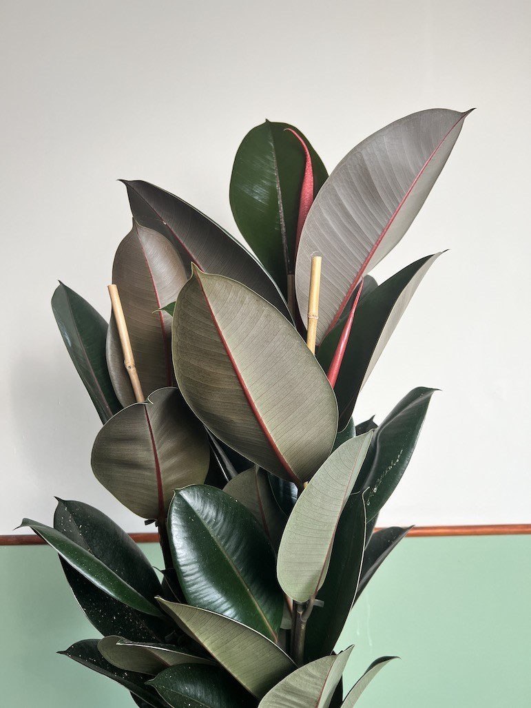 Ficus Abidjan Duży