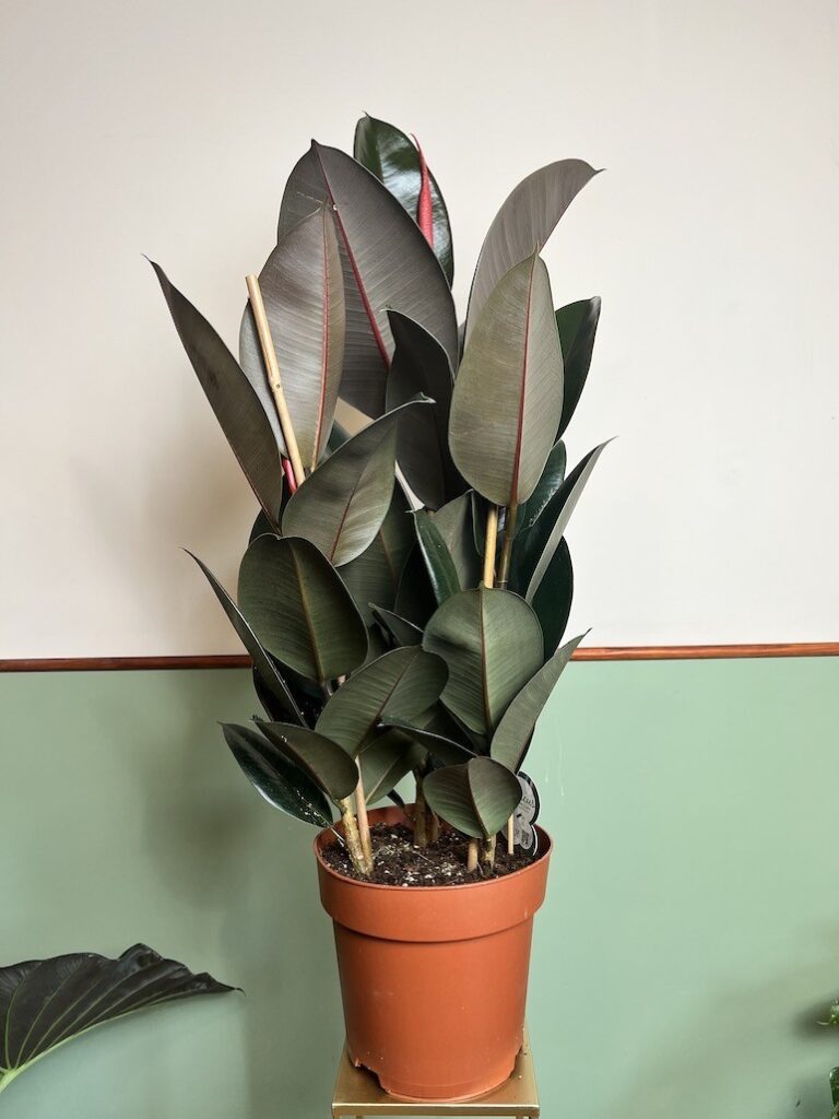 Ficus Abidjan Duży