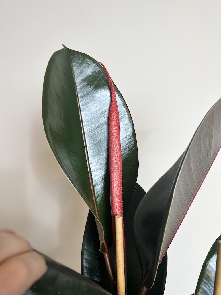 Ficus Abidjan Duży