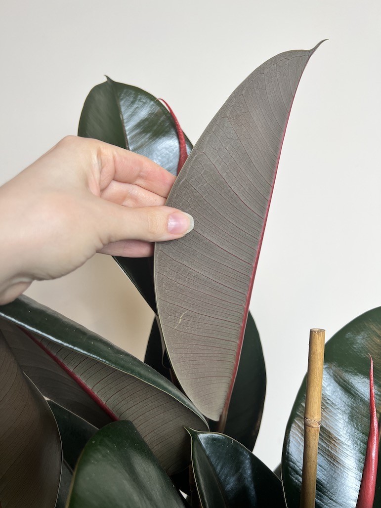 Ficus Abidjan Duży