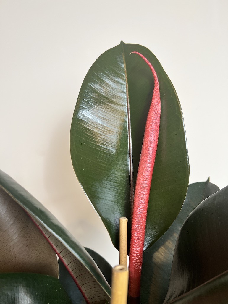 Ficus Abidjan Duży