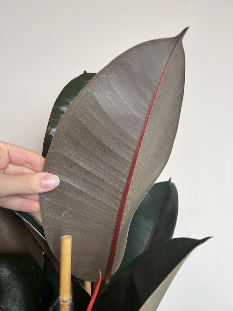 Ficus Abidjan Duży
