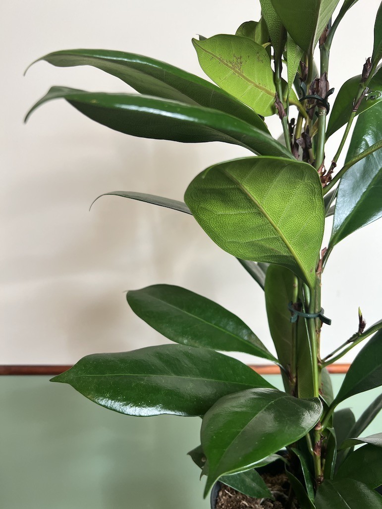 Ficus cyathistipula