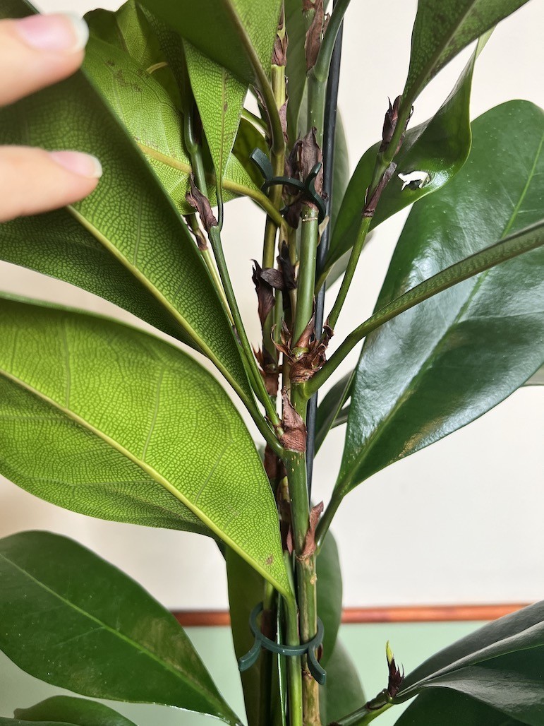 Ficus cyathistipula