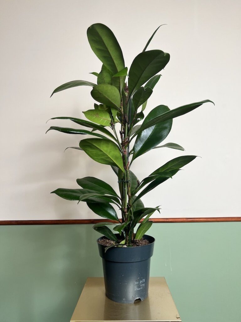 Ficus cyathistipula