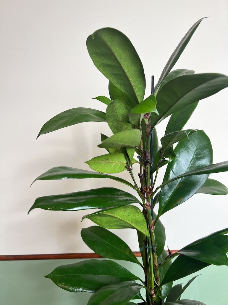 Ficus cyathistipula
