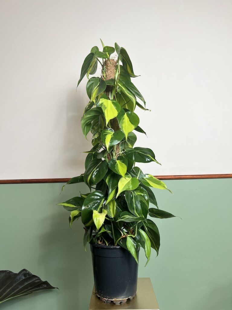 Philodendron Brasil na paliku
